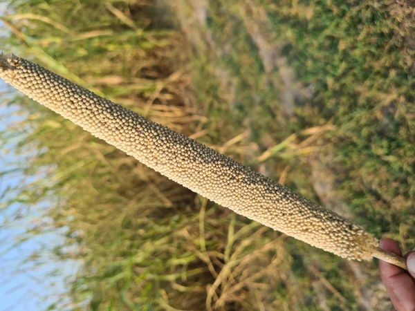 Pearl Millet (बाजरा)