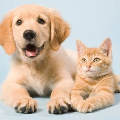 Pet Care