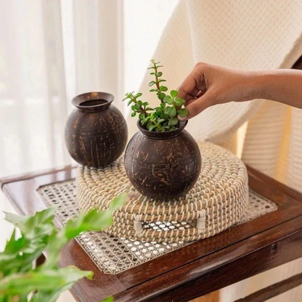 Planter 01 - Pot Shaped Coconut Planter | Indoor Plants, Succulents (1 Pot)