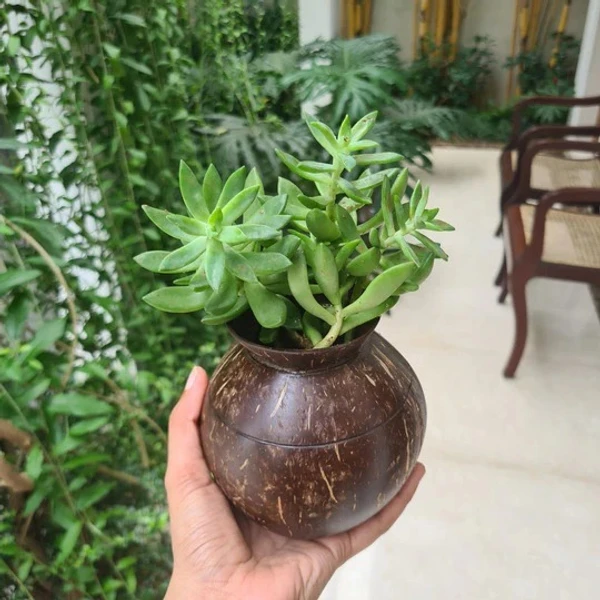 PJH Planter 01 - Pot Shaped Coconut Planter | Indoor Plants, Succulents (1 Pot) - Coconut Shell