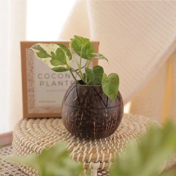 PJH Planter 02 - Zig-Zag Coconut Planter | Indoor Plants, Succulents (1 Pot) - Coconut Shell