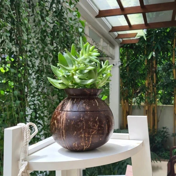 PJH Planter 01 - Pot Shaped Coconut Planter | Indoor Plants, Succulents (1 Pot) - Coconut Shell