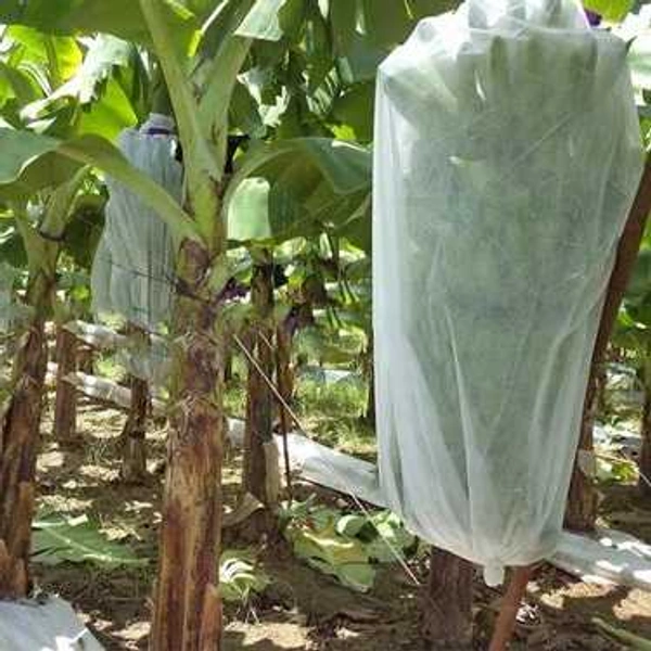 Crop Cover 80CM 200MTR