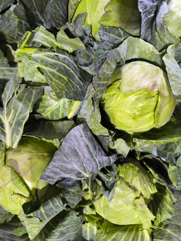 Cabbage - Green, Medium
