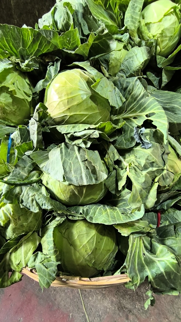 Cabbage - Green, Medium