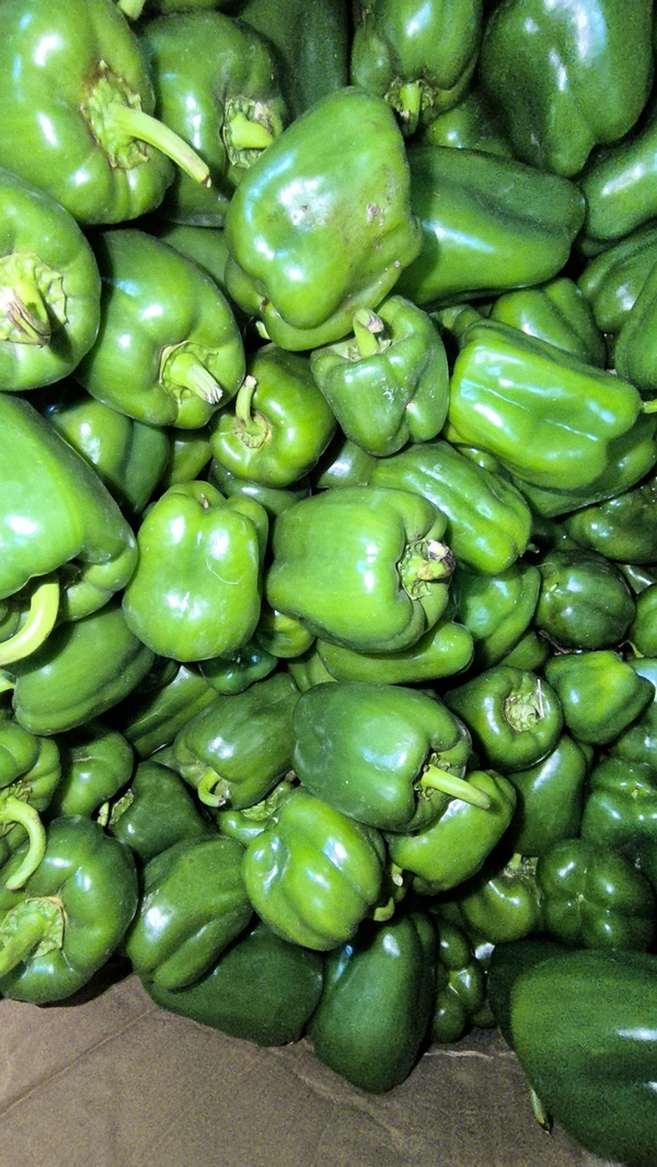 Capsicum