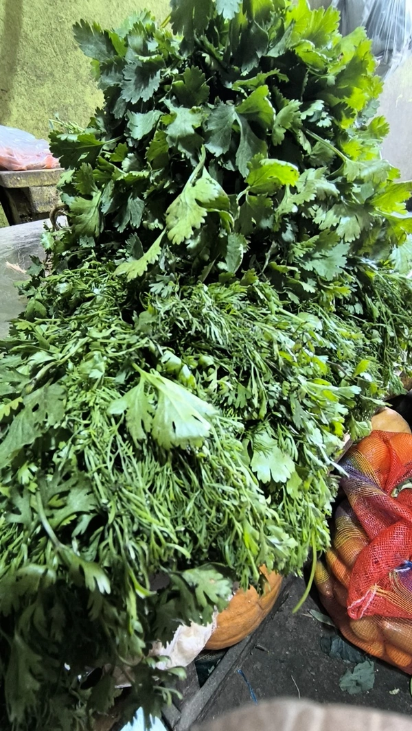 Coriander