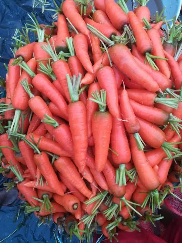 Carrot