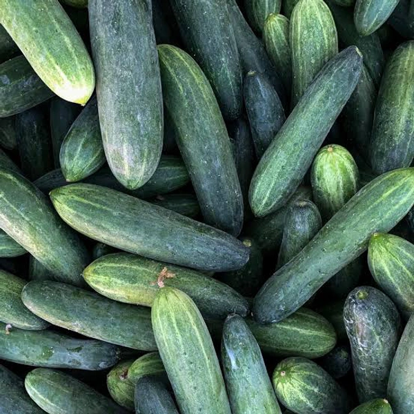 Cucumber (Khira)