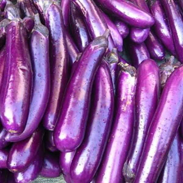 Long Brinjal 
