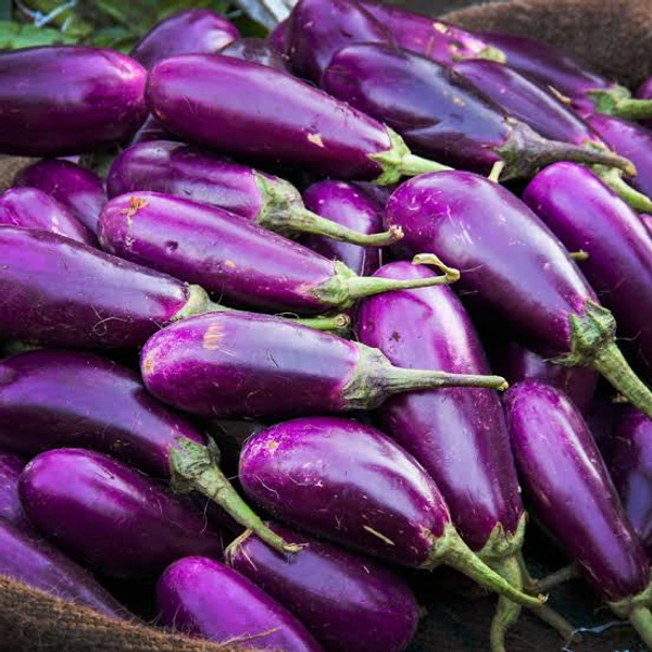 Bottle Brinjal 