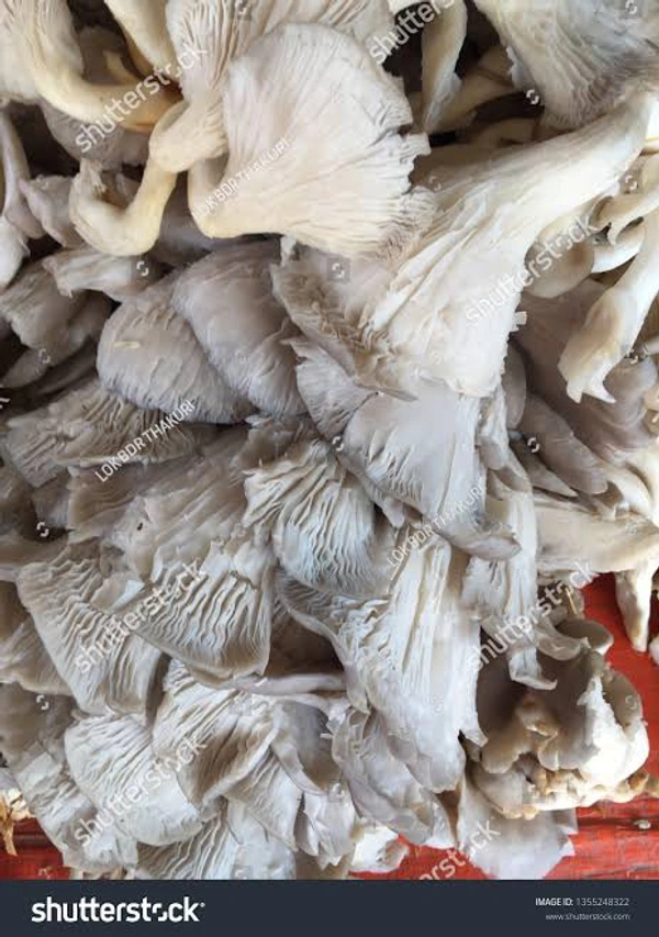 Spring Mushroom 