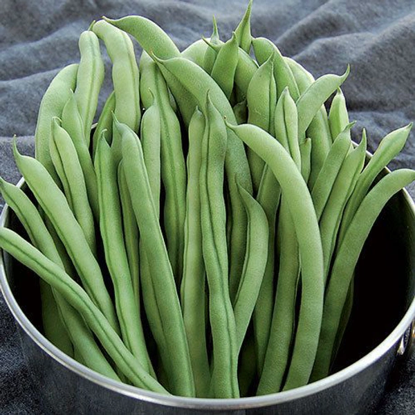 Fresh Beans 