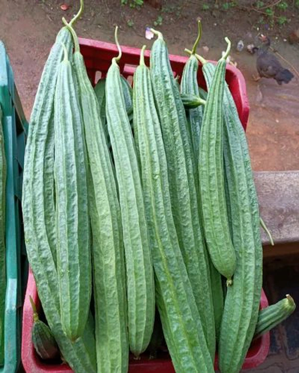 Ridged Gourd (Turai)