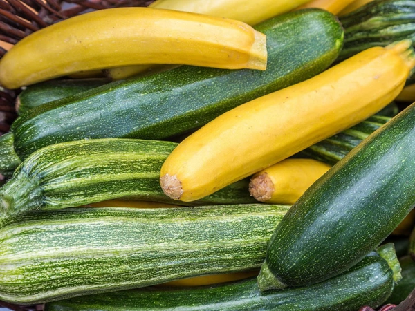 Zucchini 