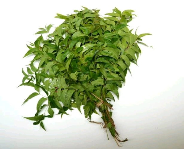 Neem Leaf 