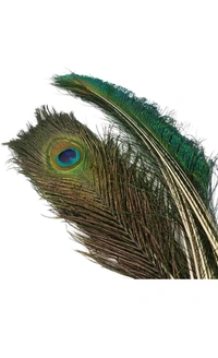 USD $ 10.00 RAJMART GLOBAL Pack of 15 Decorative Feathers (15-20 Peacock Feather)  rb.gy/1xs5cd