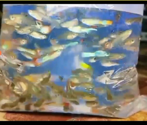 Mixed Guppy