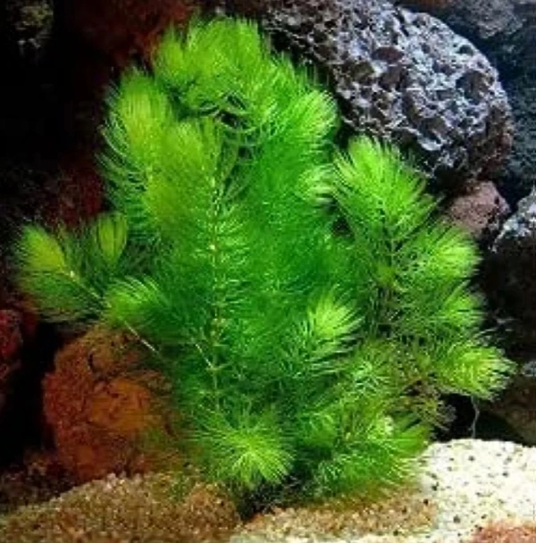 Foxtail