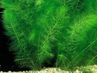 Foxtail