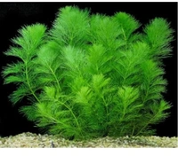 Foxtail
