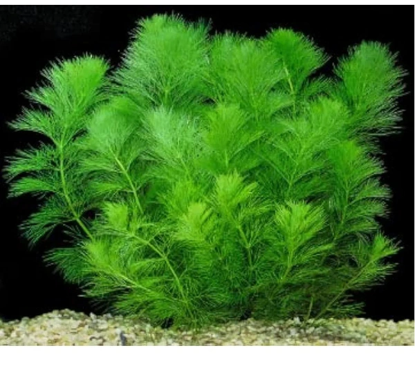 Foxtail