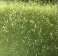 Vineger Eel