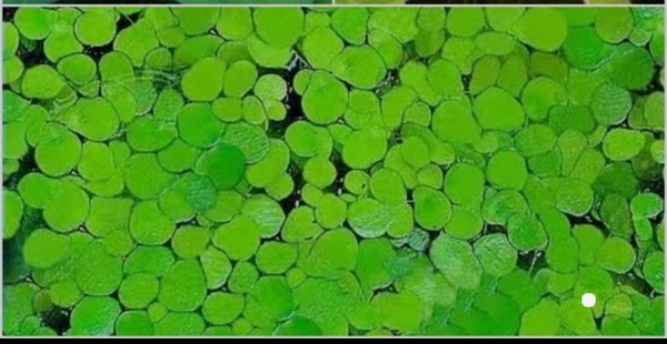 Duckweed
