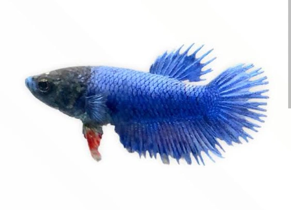 Crown Tail Female  - Adult
