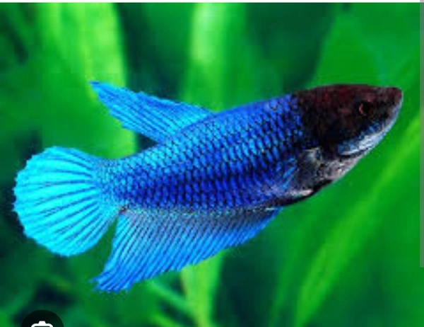 Off Moon Betta Female  - Adult