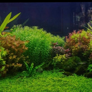 Plants 🌱