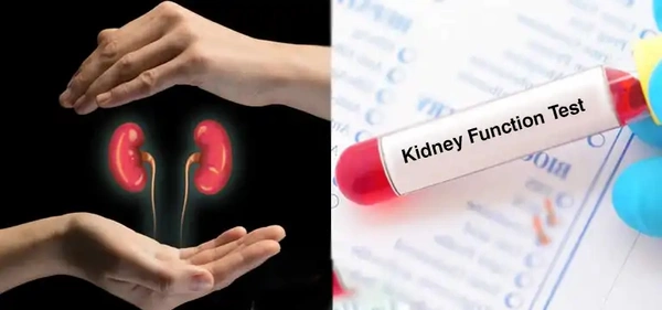 Kidney Function Test (Renal)