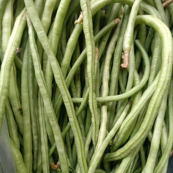 Lobiya Beans-250