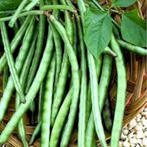  Lobiya Beans-250 gm