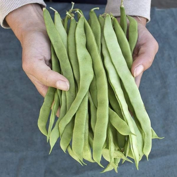 Broad Beans-250gm
