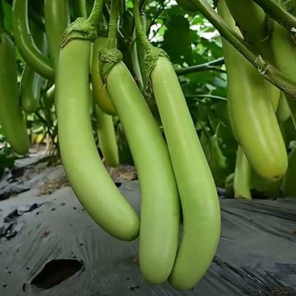 Green Brinjal (Baingan)- 500gm