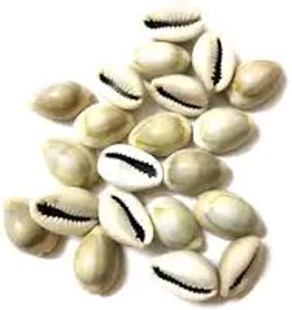 Kaudi (cowry, Kodi)-2pc