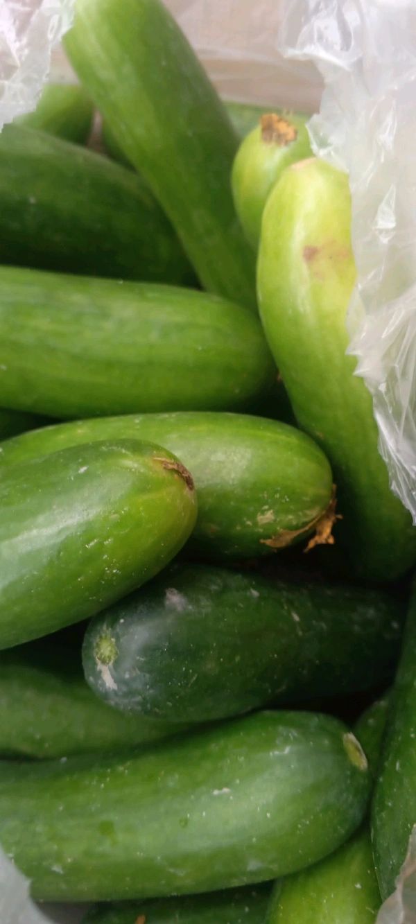 Cucumber (Kheera) -500gm