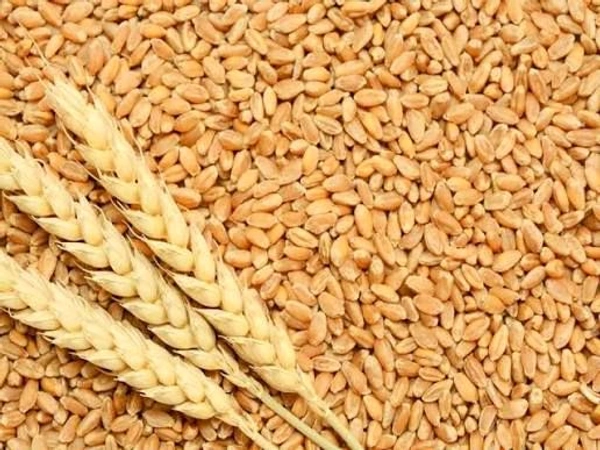 Wheat Grain-500g