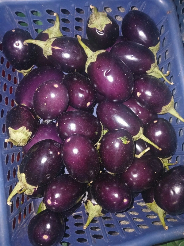 Brinjal (Baingan) Bharta -500gm