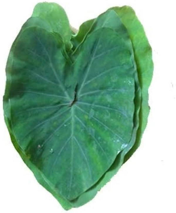 Colocasia (arbi) leaves - 10 pcs