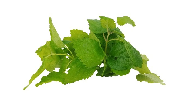 Mint Leaves/पुदीना ( 1 gaddi) - 250 g