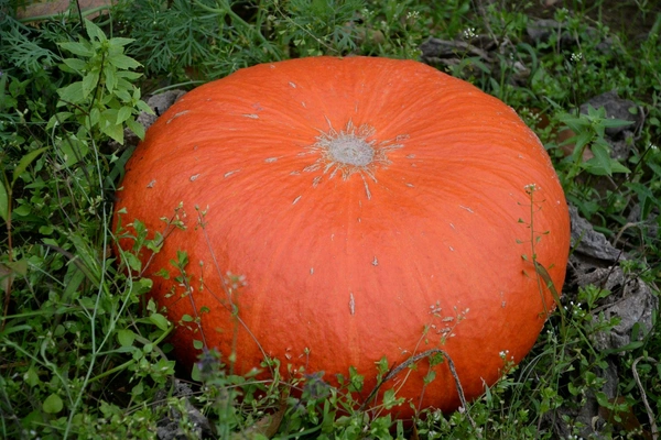 Pumpkin Red / कद्दू लाल - 250 g