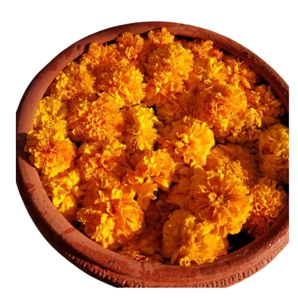 Marigold flower