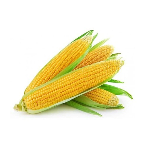American maize bhutta - 1 pcs