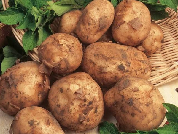 New Aloo Indori / potatoनया आलू - 1 kg