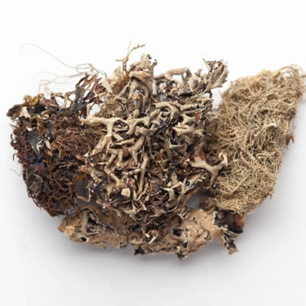 Chhabila 10g