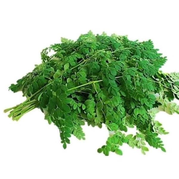 Moringa - 1 Bunch