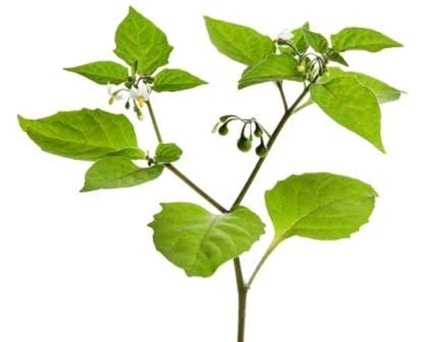 Black Nightshade - 1 Bunch