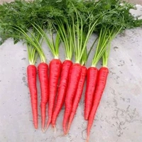 Delhi Carrot - 500g